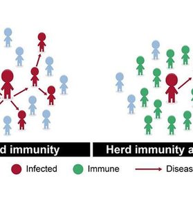 Diagram of herd immunity