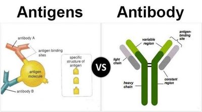 Antigen and antibody structure comparison