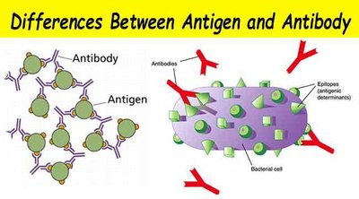 Differences between antigen and antibody