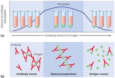 Characteristics of precipitation reactions