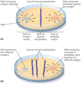 Immunodiffusion precipitation reaction