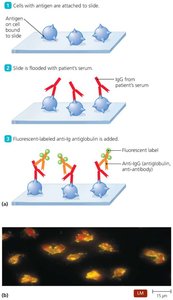 Indirect fluorescent immunoassay