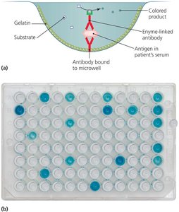 Antibody sandwich ELISA