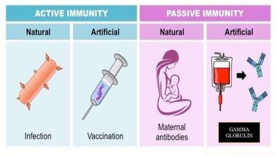 Comparison of active and passive immunity