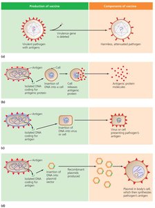 Uses of recombinant DNA technology in vaccine development