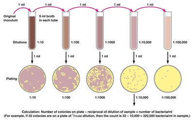 Serial dilution and plating for standard plate count