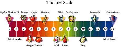 The pH scale with examples of acidic, neutral, and basic substances