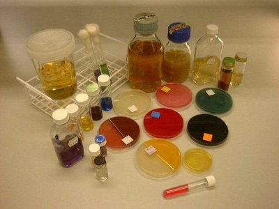 Various types of culture media in bottles and Petri dishes
