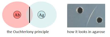 Ouchterlony immunodiffusion test
