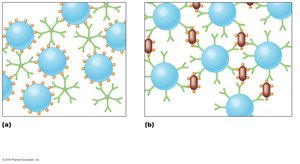 Indirect agglutination test