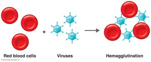 Hemagglutination reaction