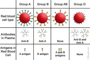 Neutralization and hemagglutination inhibition