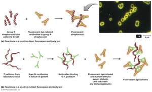 Direct and indirect fluorescent-antibody tests
