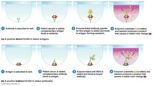 Direct and indirect ELISA steps