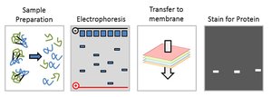 Western blotting steps