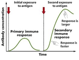 Graph showing primary and secondary immune responses