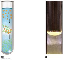 Precipitin ring test