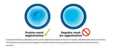 Agglutination test results: positive and negative