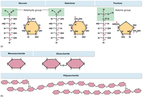 Structures of glucose, galactose, fructose, and representations of mono-, di-, and polysaccharides