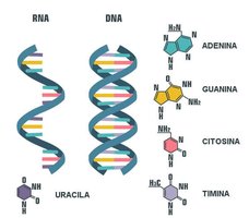 Comparison of DNA and RNA, and nitrogenous bases