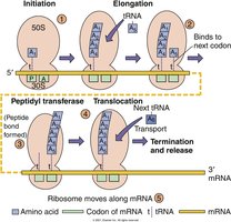 Steps of translation: initiation, elongation, termination