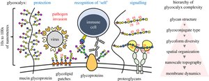 Diagram of glycocalyx functions and structure