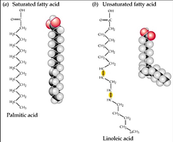 Comparison of saturated and unsaturated fatty acids