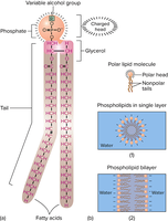 Structure of a phospholipid and its arrangement in membranes