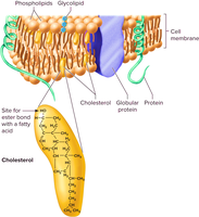 Cell membrane structure with cholesterol