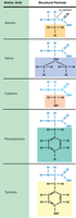 Structures of several amino acids