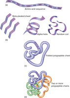 Levels of protein structure: primary, secondary, tertiary, quaternary