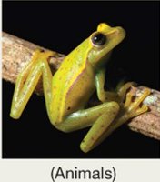 Animals (Animalia)