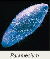 Paramecium (Protist)
