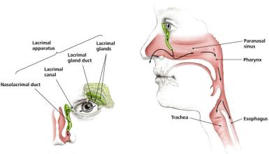 Diagram of the lacrimal apparatus and tear flow