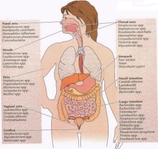 Diagram showing locations and types of normal flora in the human body