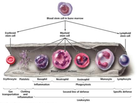 Diagram of blood cell hematopoiesis