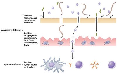 Diagram of the three lines of defense: skin/mucous membranes, phagocytosis/inflammation, and lymphocytes/antibodies