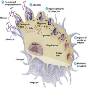 Diagram of the stages of phagocytosis