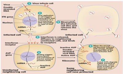 Diagram of the interferon system and antiviral protein production
