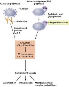 Diagram of the complement system pathways and outcomes