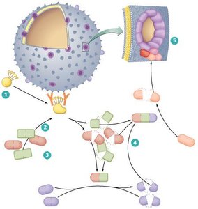 Diagram of the membrane attack complex (MAC) formation