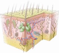 Diagram of skin structure showing epidermis and dermis