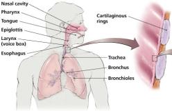 Diagram of the respiratory tract showing mucous membranes