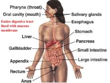 Diagram of the digestive tract showing mucous membranes