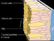Diagram of ciliated epithelium with goblet cells