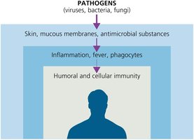 Diagram showing layers of immune defense: skin/mucous membranes, inflammation/fever/phagocytes, and humoral/cellular immunity