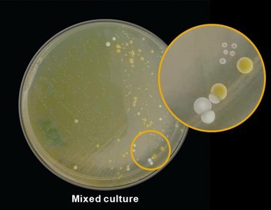 Mixed culture plate