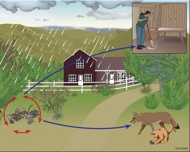 Hantavirus transmission cycle involving rodents and humans