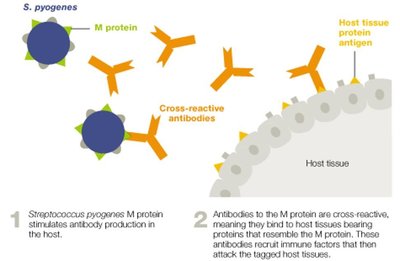 Diagram of cross-reactive antibodies in rheumatic fever