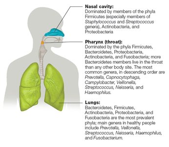 Distribution of respiratory tract microbiota